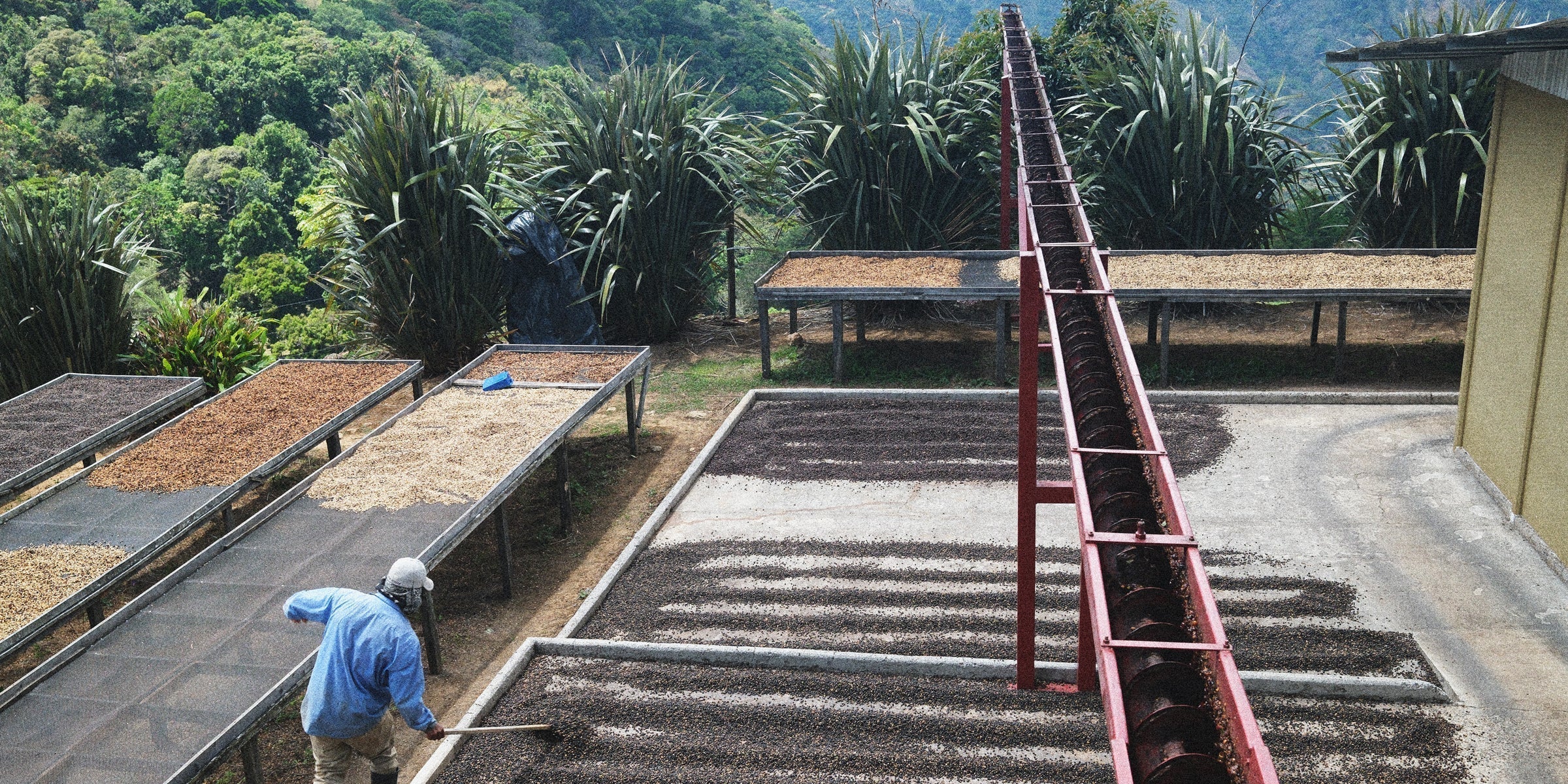 The Journey of Coffee | The Process