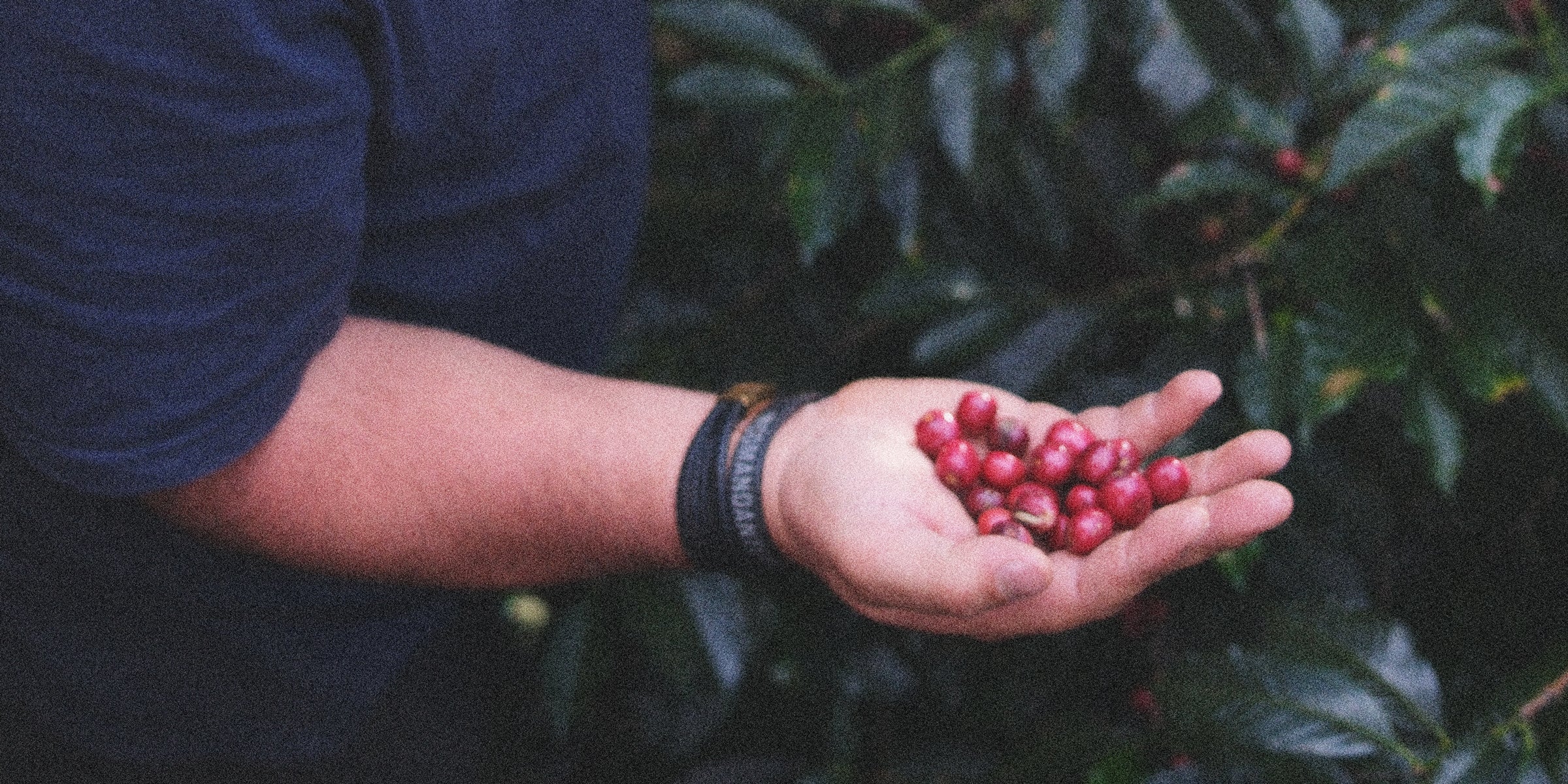 The Journey of Coffee | The Crop