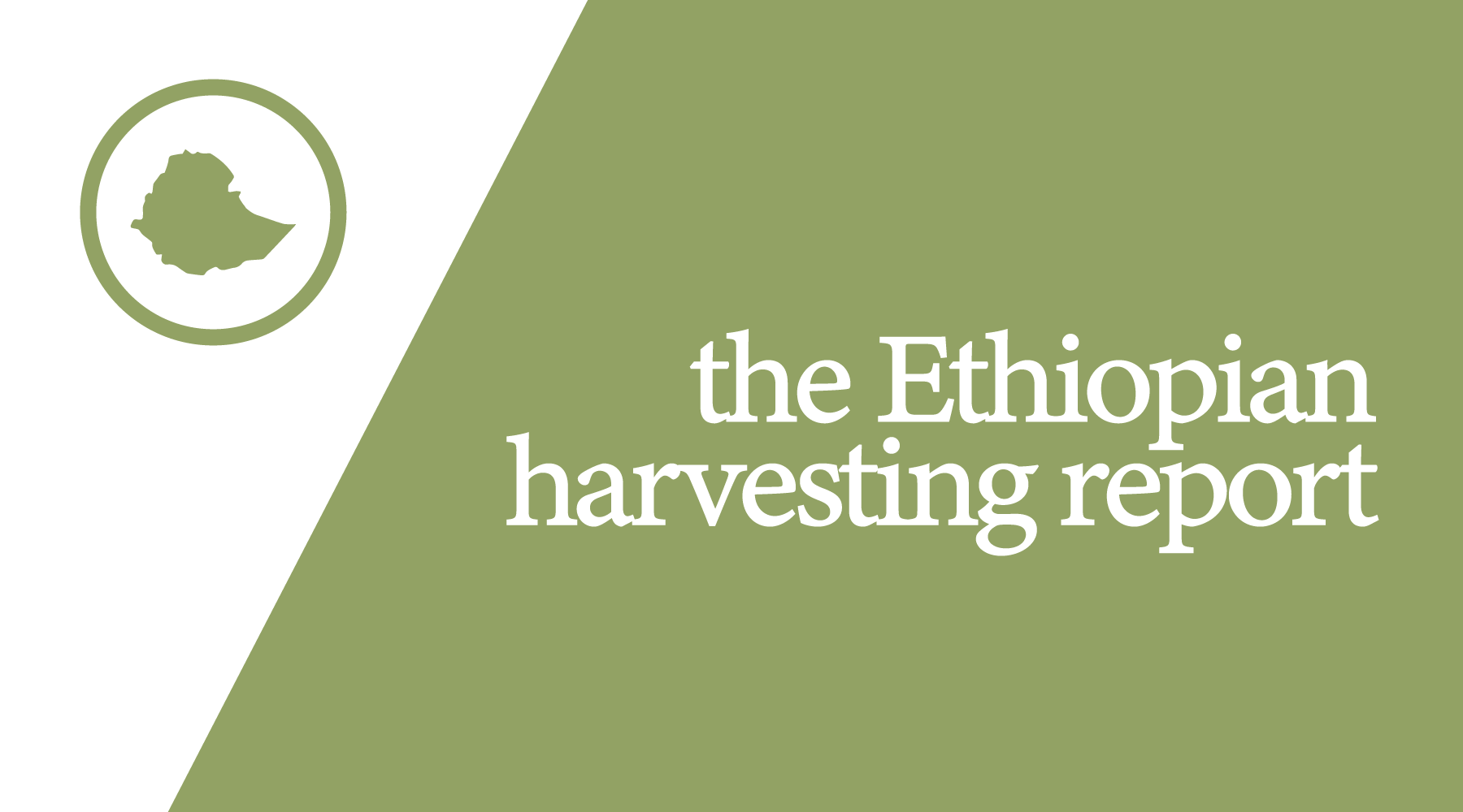 Ethiopia's Recent Harvesting Report | Why Coffee is Their #1 Crop
