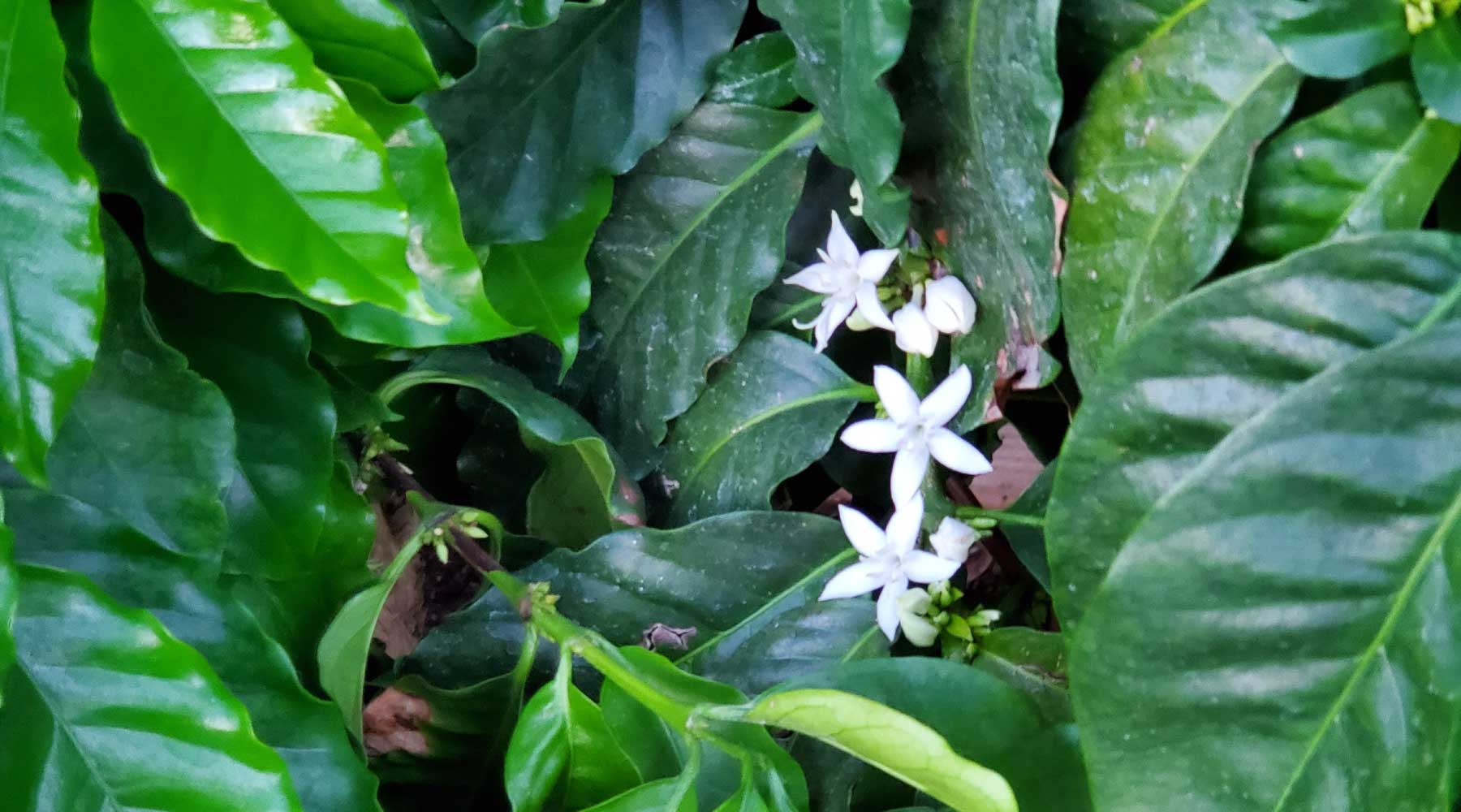 The Success & Struggles of Growing Coffee at Home in America