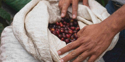 Coffee farmer reaching into a bag of freshly picked specialty coffee cherries