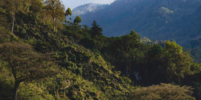 Coffee farm with mountains in the background