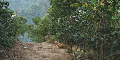 Dog lying on a dirt path surrounded by arabica trees in a specialty coffee farm