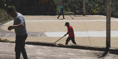 Two men working with coffee beans on a coffee drying bed