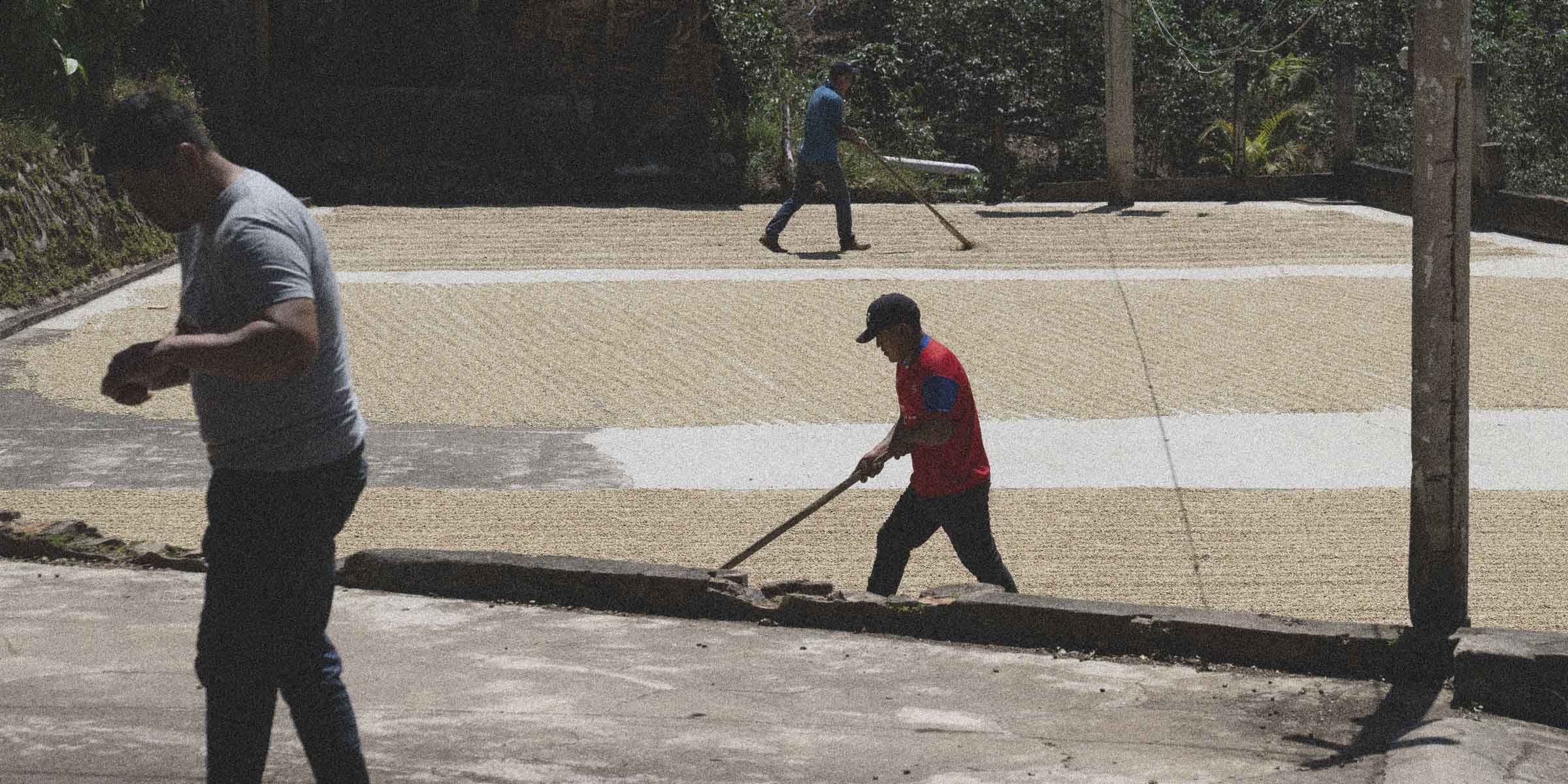 Two men working with coffee beans on a coffee drying bed