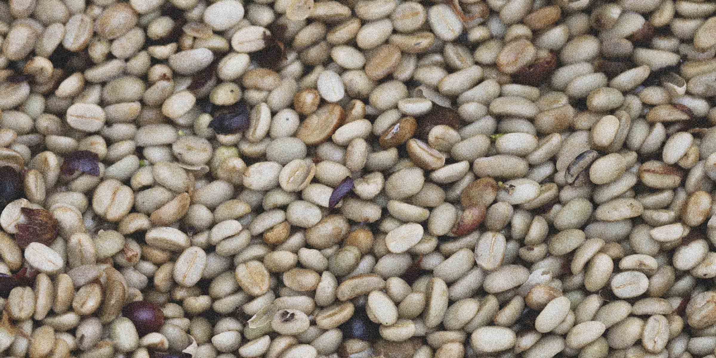 Close up of raw washed specialty coffee beans