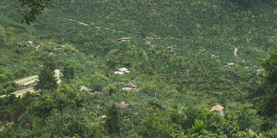 Houses and coffee facilities sitting within multiple coffee farms