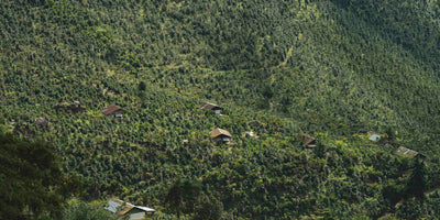 Multiple houses amongst a specialty coffee farm