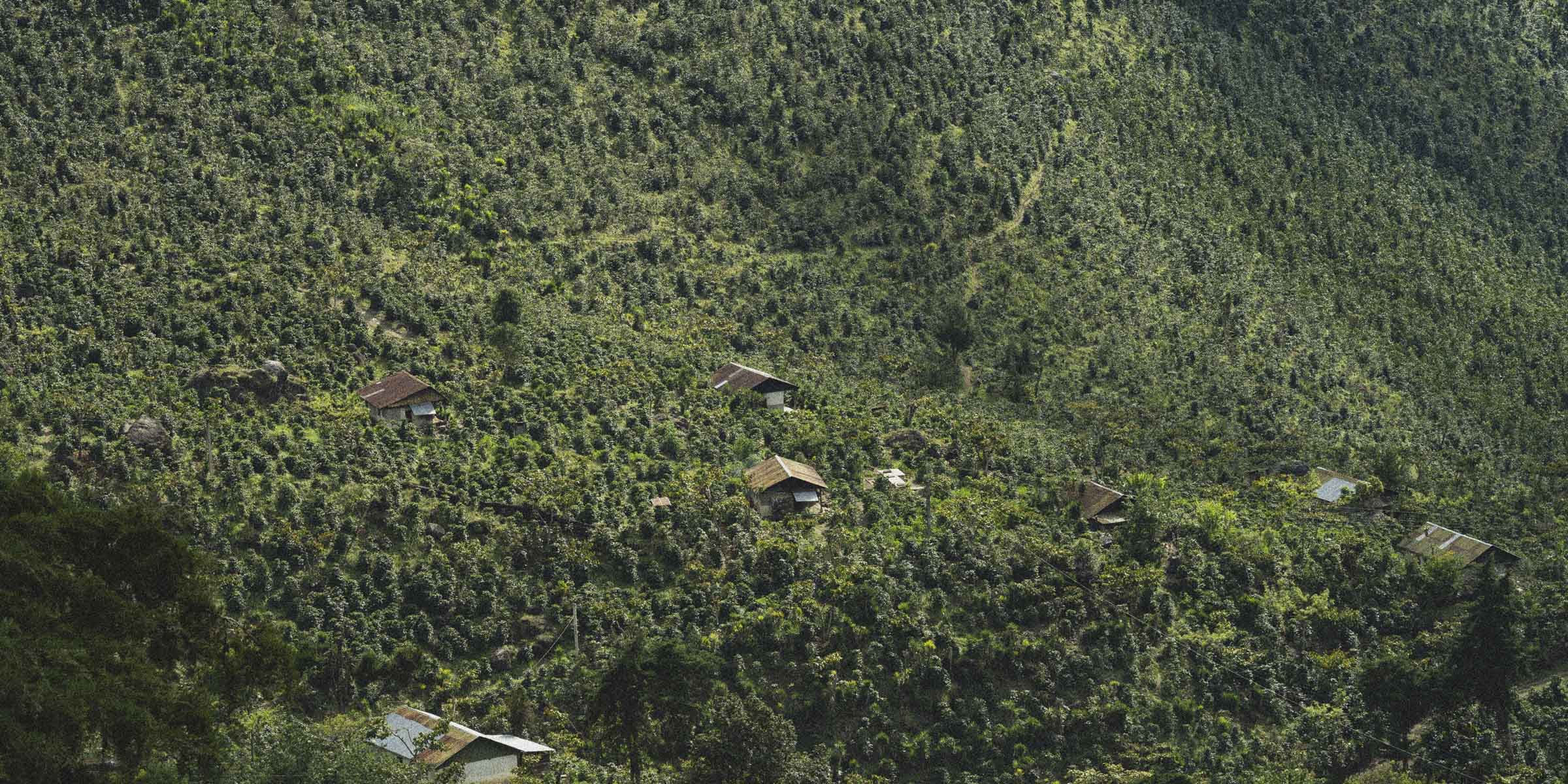 Multiple houses amongst a specialty coffee farm
