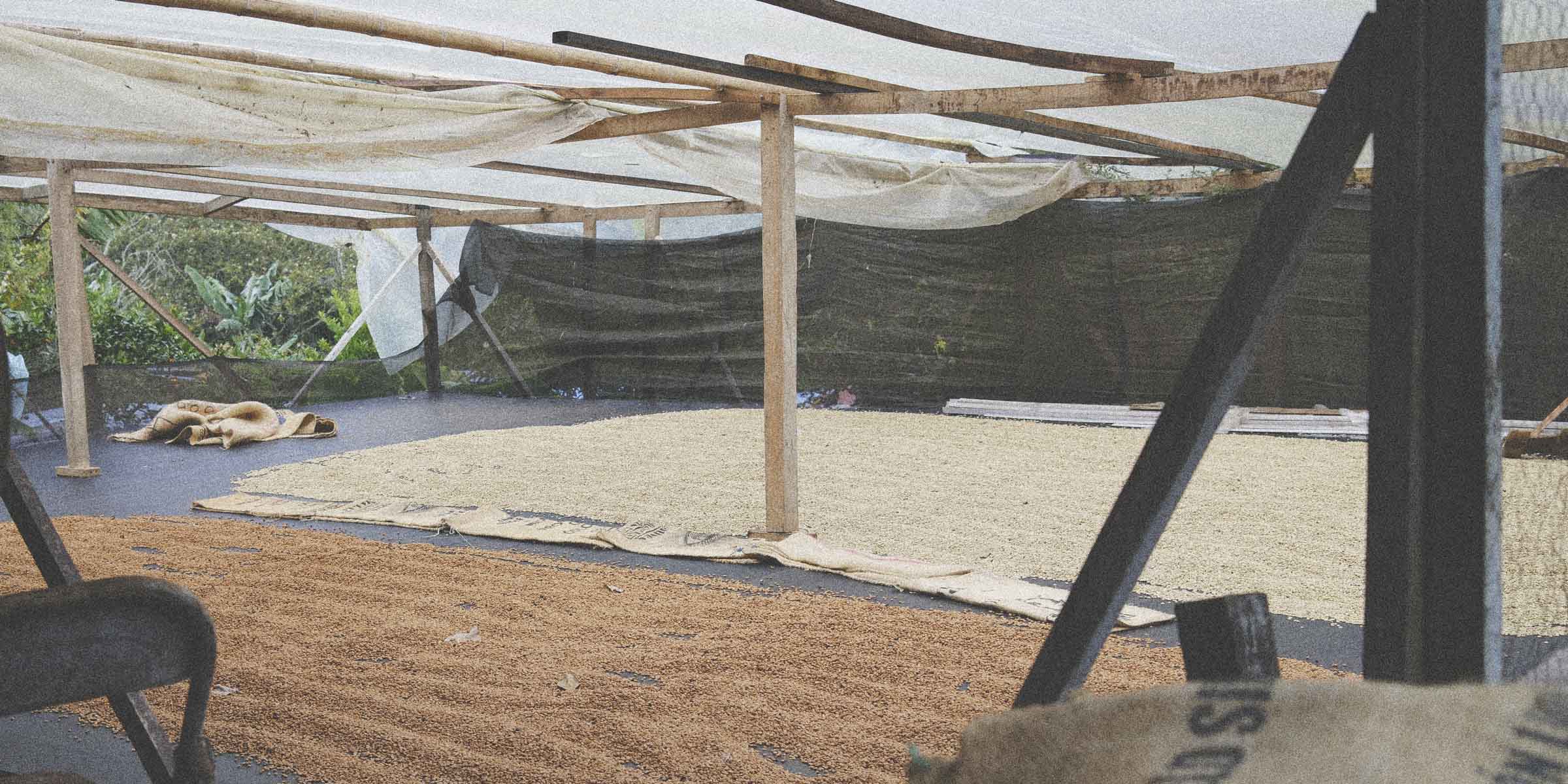 Drying coffee beans under a roof with tropical trees in the background