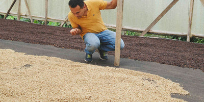 Lisandro assessing drying coffee on a drying bed