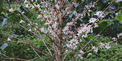 Coffee tree with coffee blossoms in a natural setting