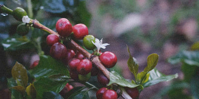 Coffee cherries and coffee blossom on a coffee arabica tree