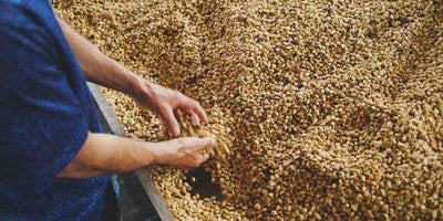 A coffee producer holding washed coffee on a drying bed