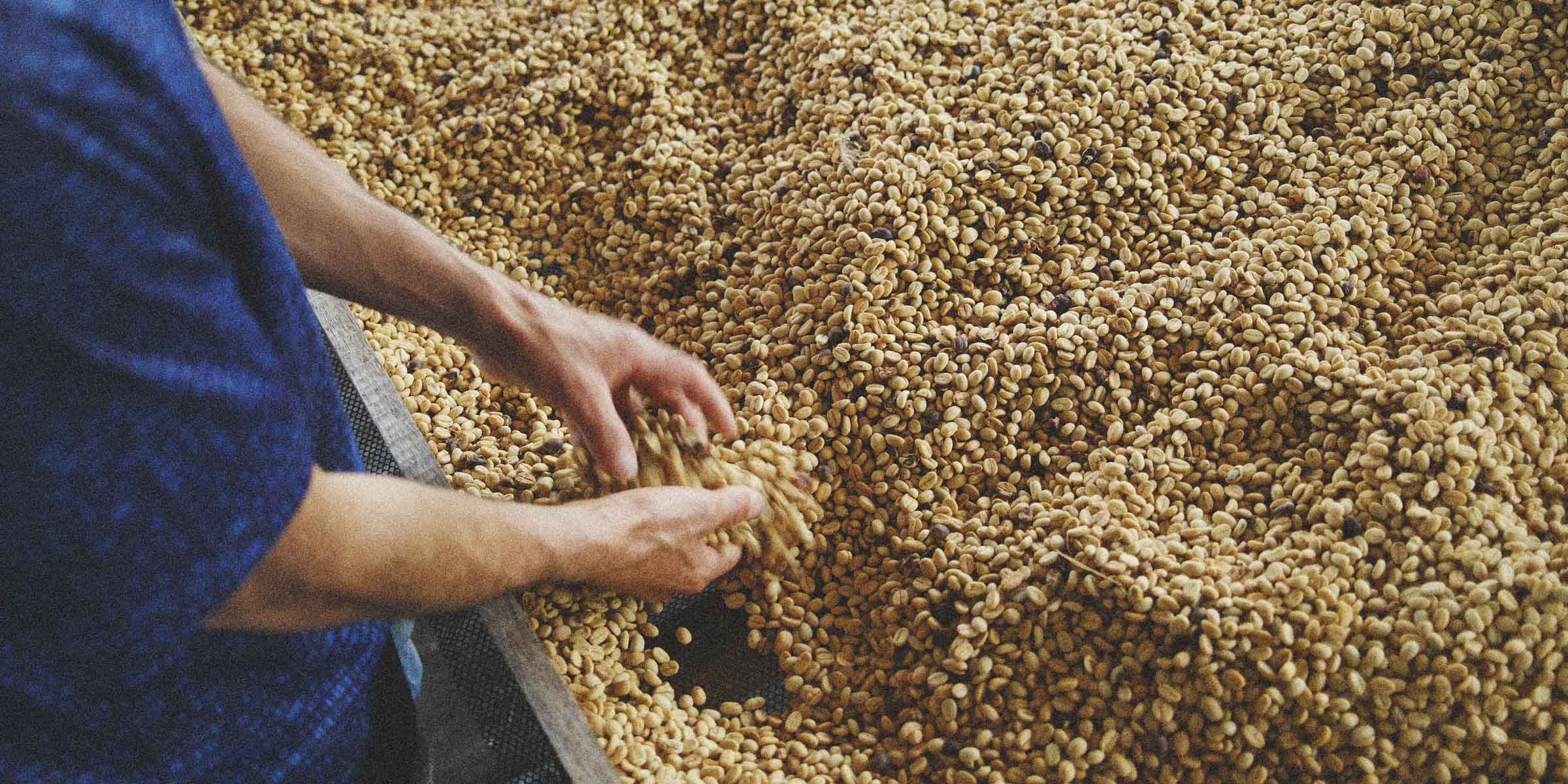 A coffee producer holding washed coffee on a drying bed