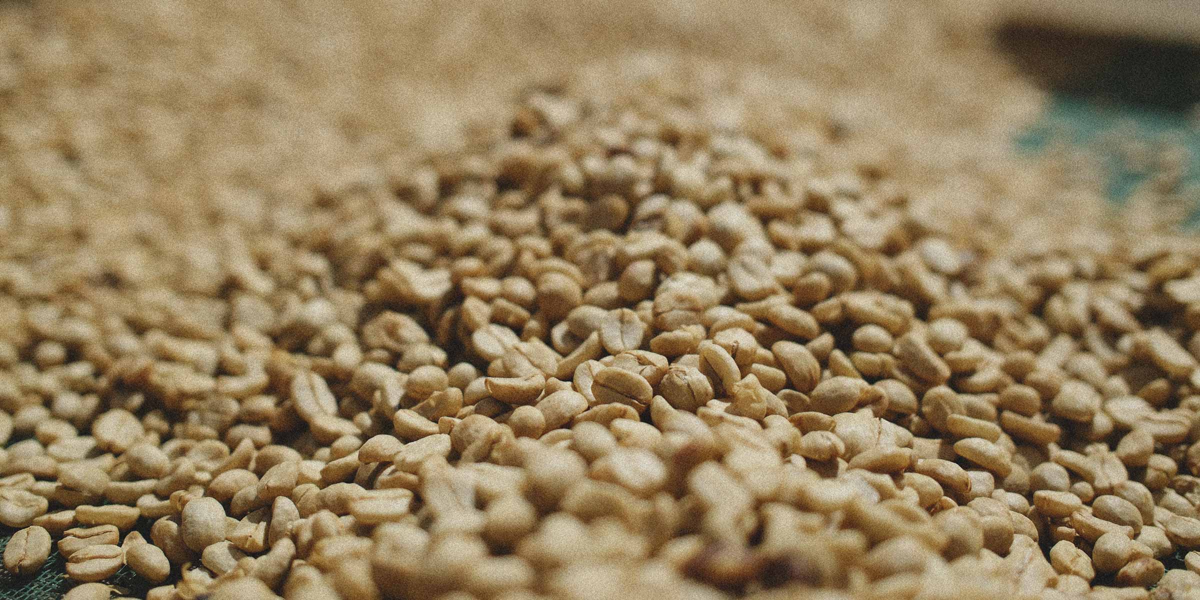 Close-up of raw coffee beans on a blurred background