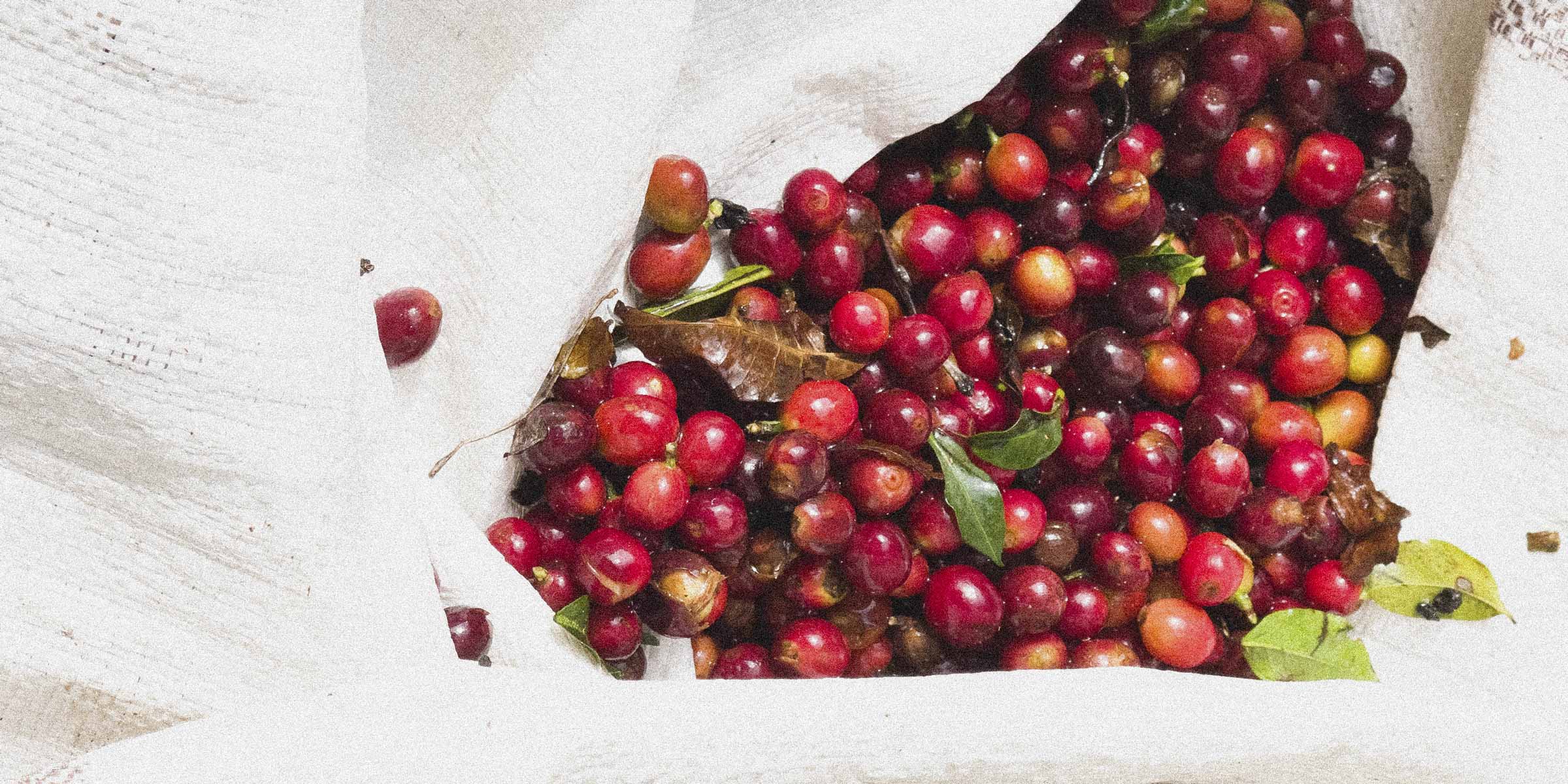 Bag of red and green coffee cherries on a white background
