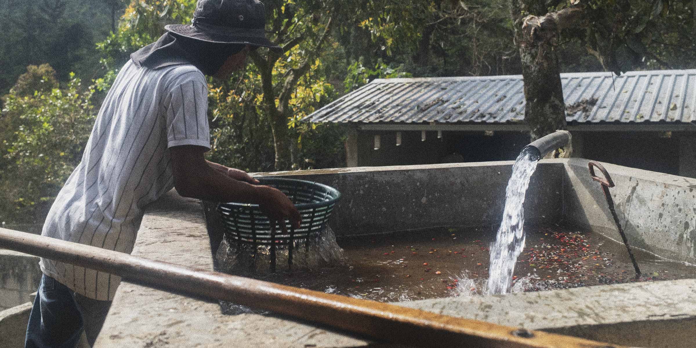 Person sorting coffee beans in a large metal trough with water, surrounded by trees.