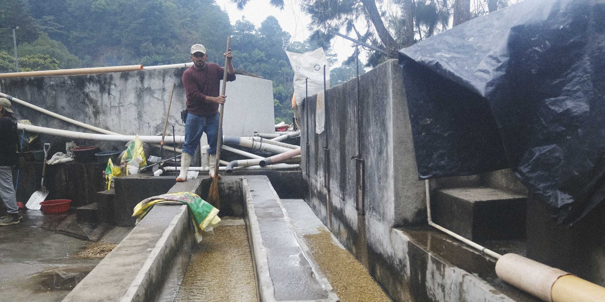Person working near a water channel on a specialty coffee farm