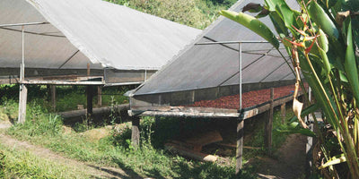 Coffee under shaded drying beds