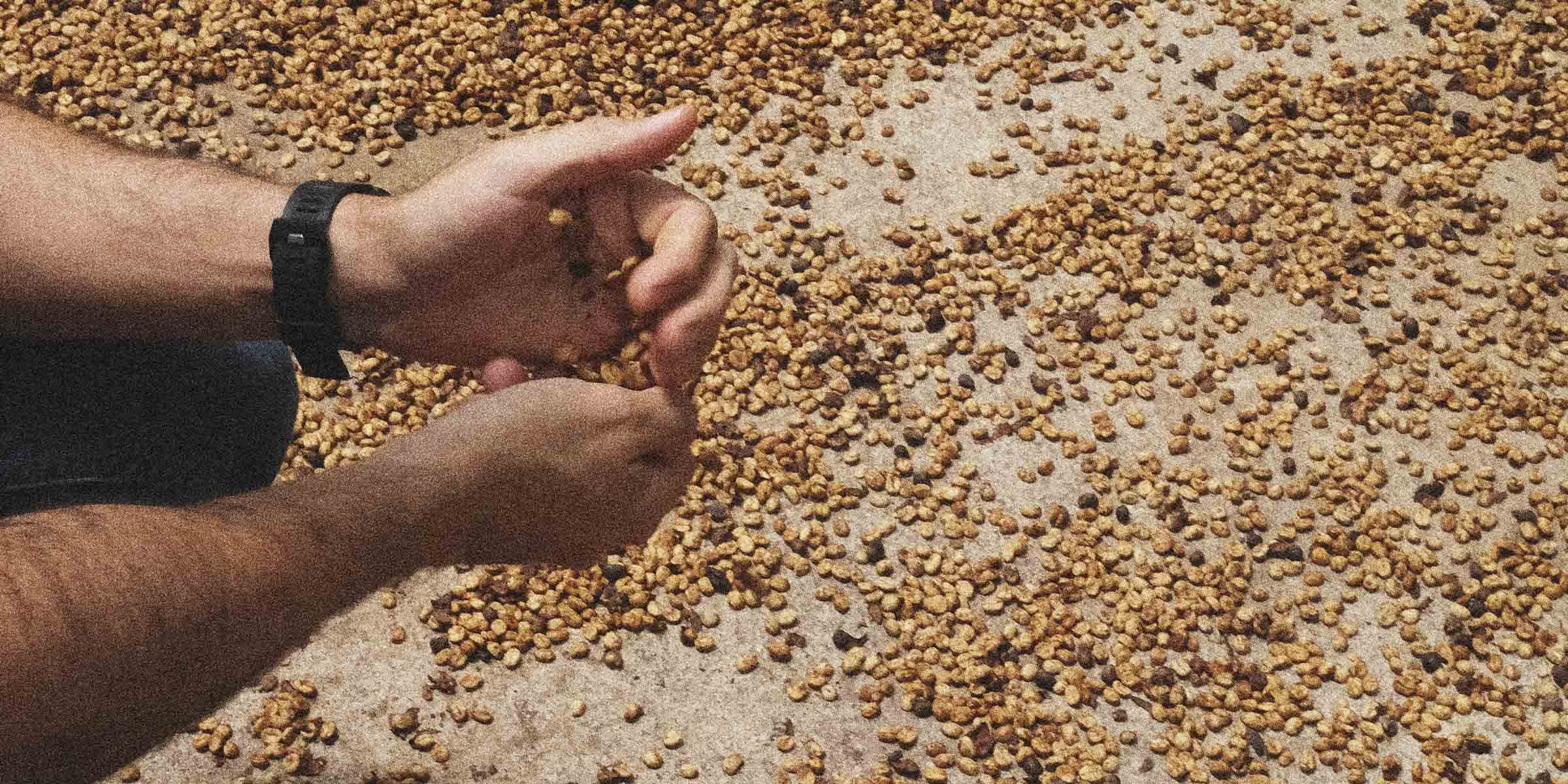 Minor Jimenez holding coffee that is drying
