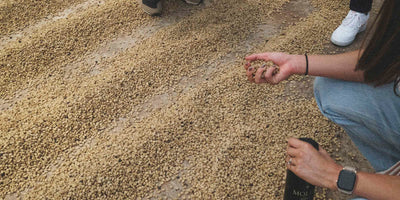Coffee drying on a specialty coffee farm