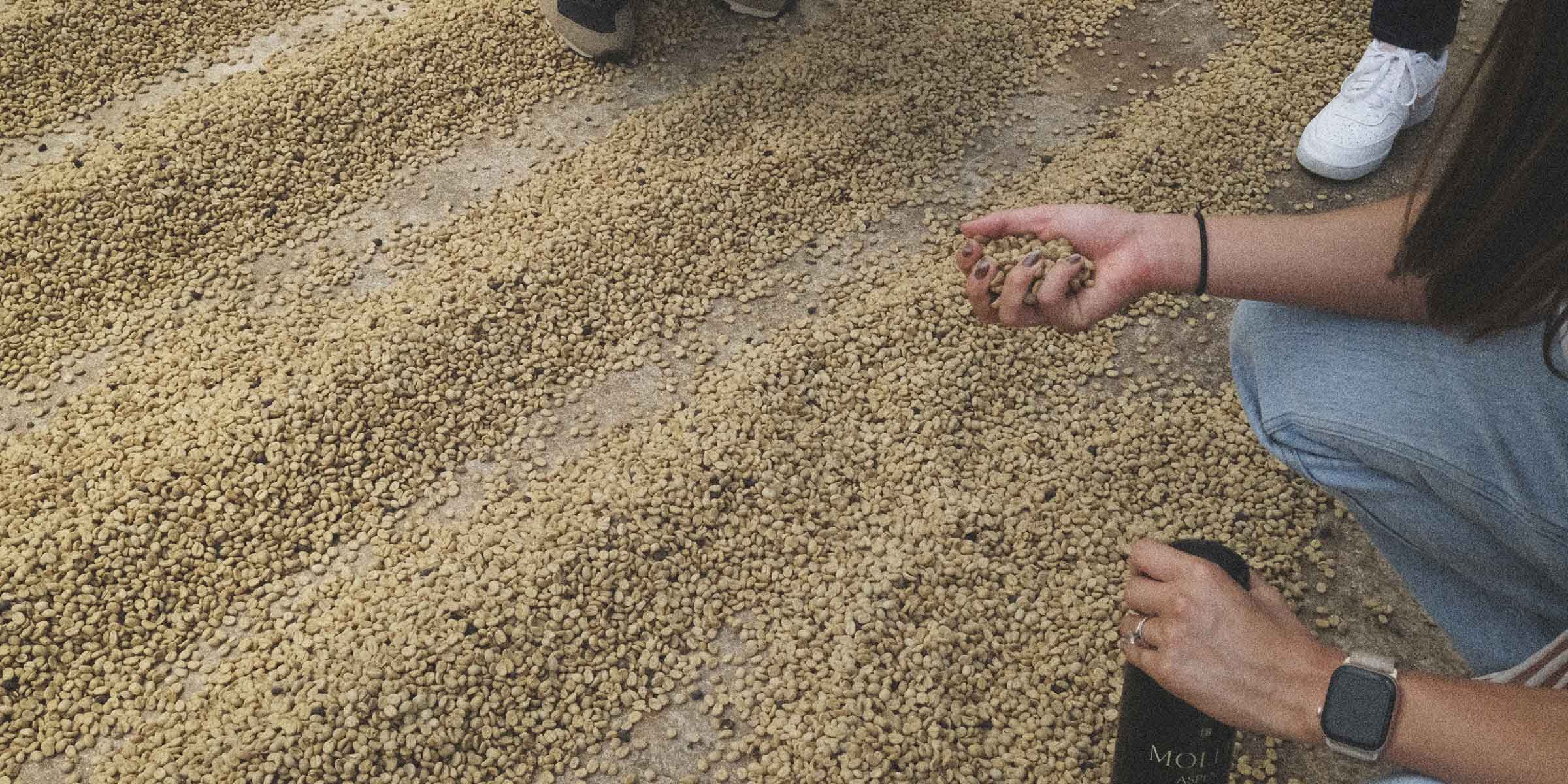 Coffee drying on a specialty coffee farm