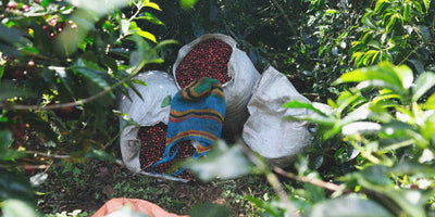 Specialty coffee cherries in multiple bags laying on the ground on a farm
