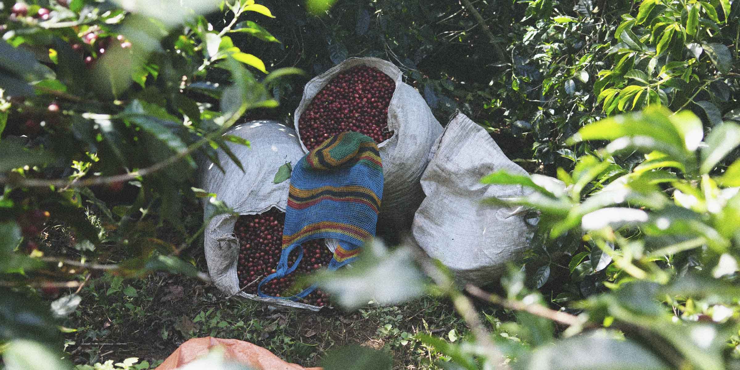 Specialty coffee cherries in multiple bags laying on the ground on a farm