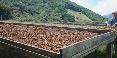 Black honey processed coffee drying on a drying bed