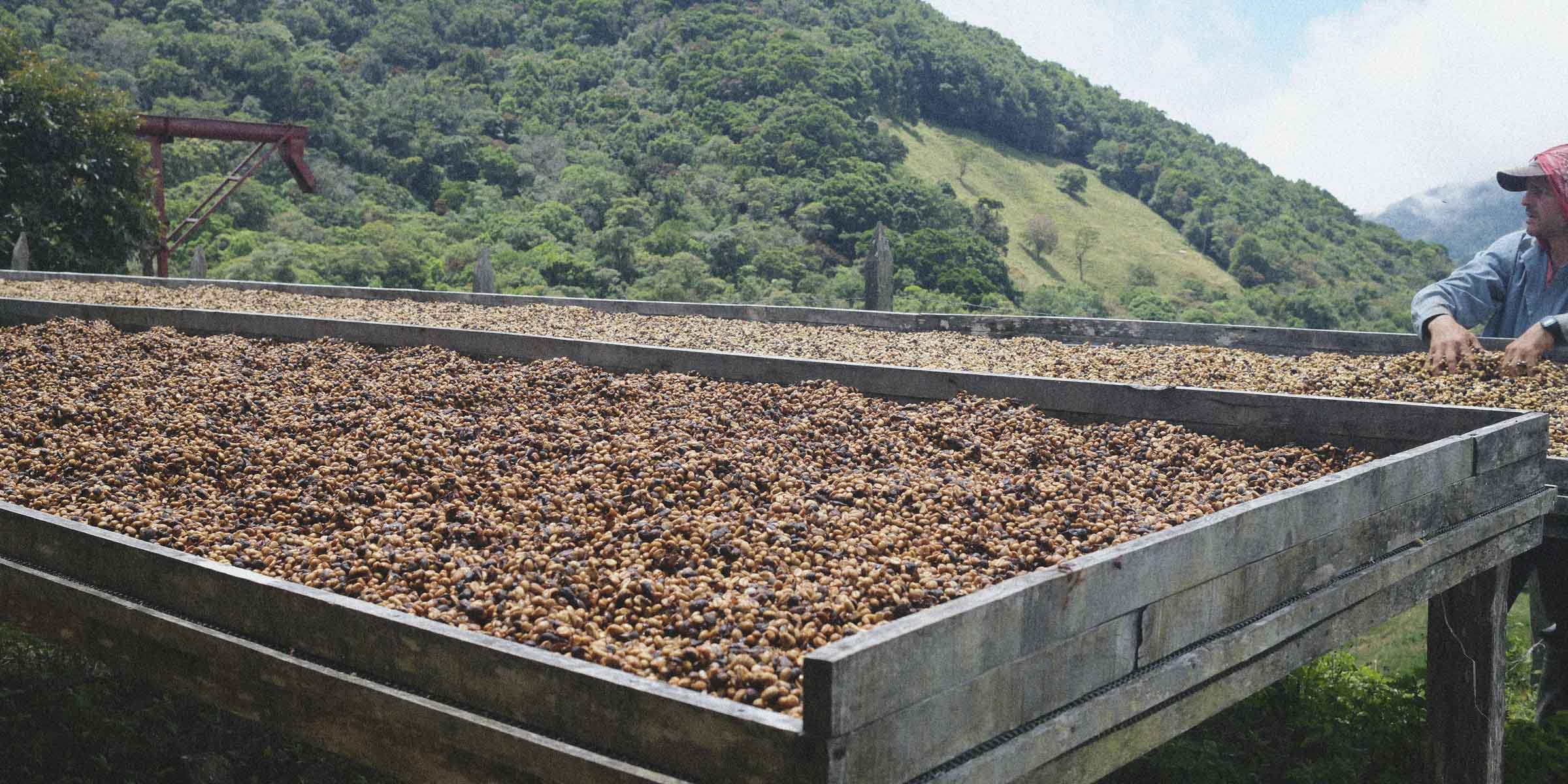 Black honey processed coffee drying on a drying bed