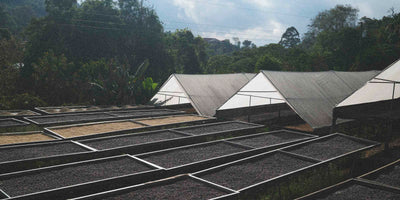 Specialty coffee drying on drying beds in Costa Rica