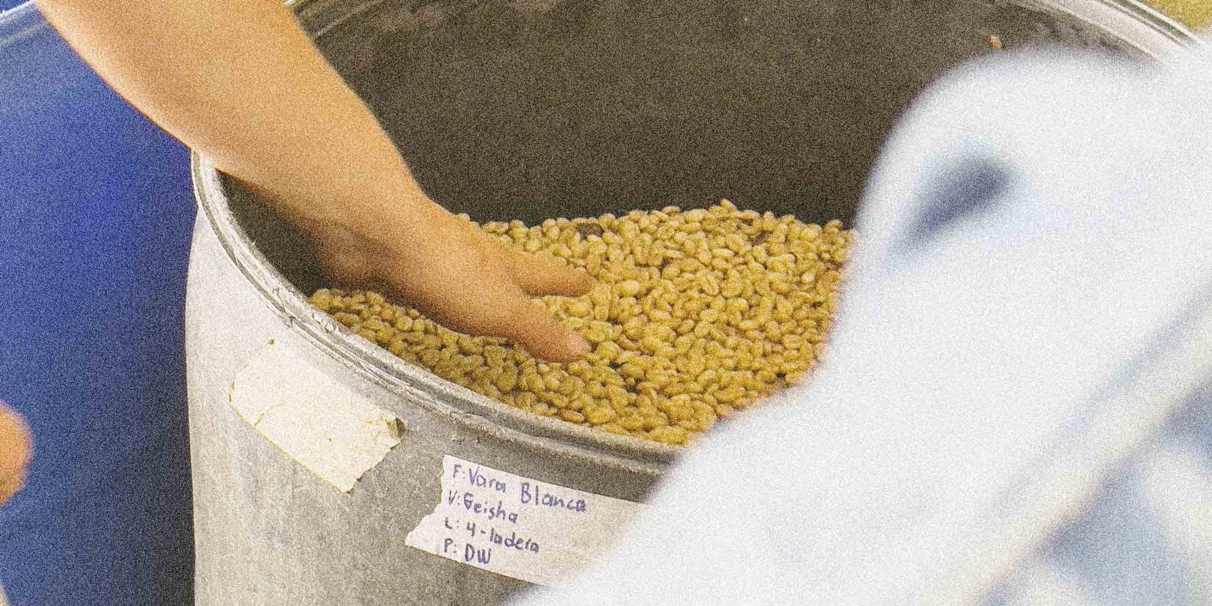 Geisha coffee beans fermenting in a barrel