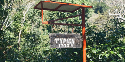 Sign with “Typica 1700m” on in in the middle of a lush specialty coffee farm