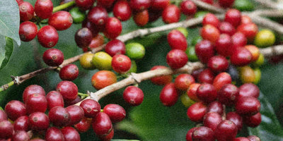 Ripe Specialty coffee cherries on an arabica tree