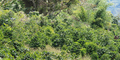 Tropical specialty coffee farm in Boquete Panama