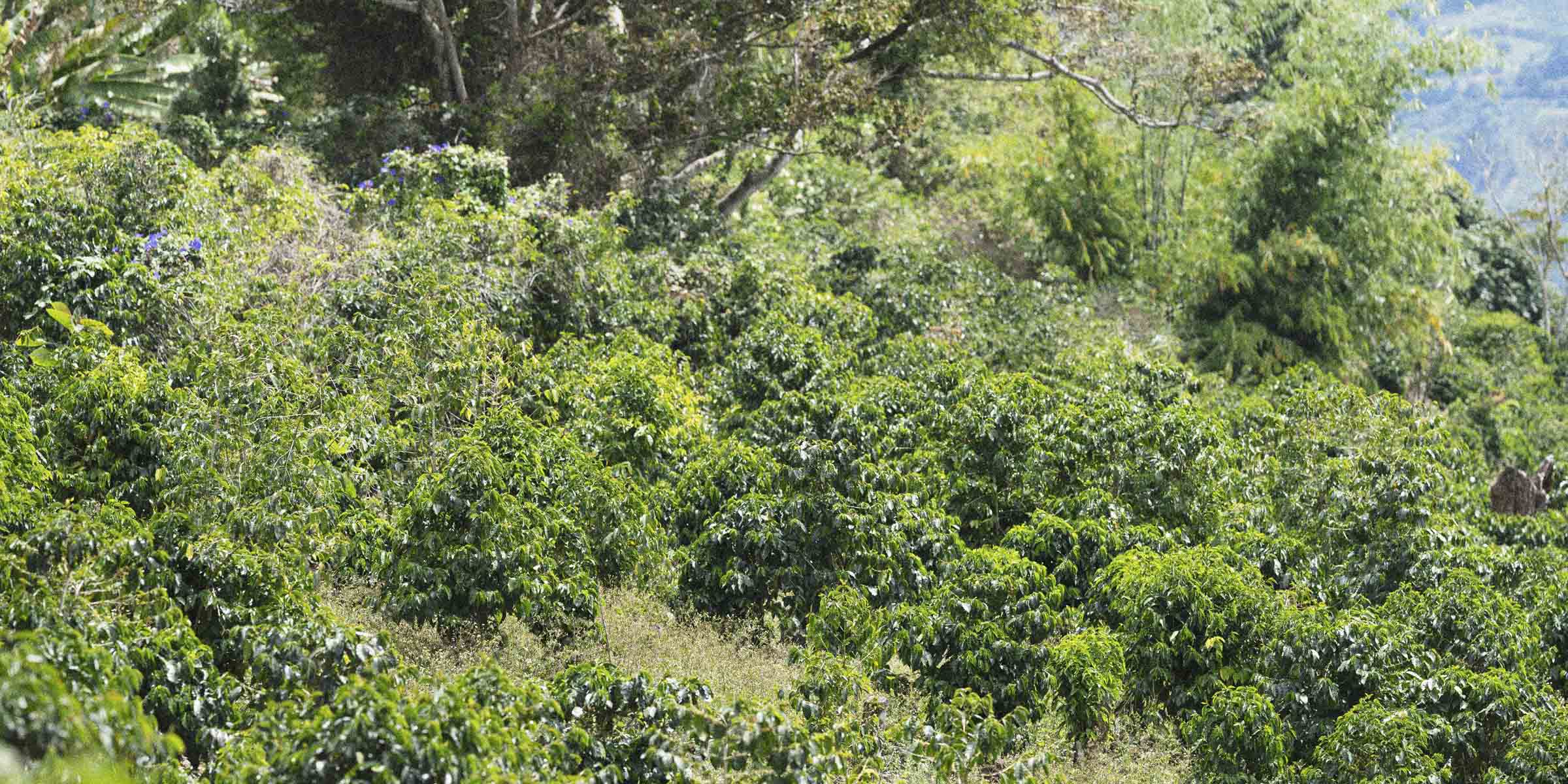 Tropical specialty coffee farm in Boquete Panama