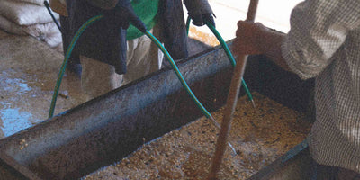 Farmers adding water to a specialty coffee tank