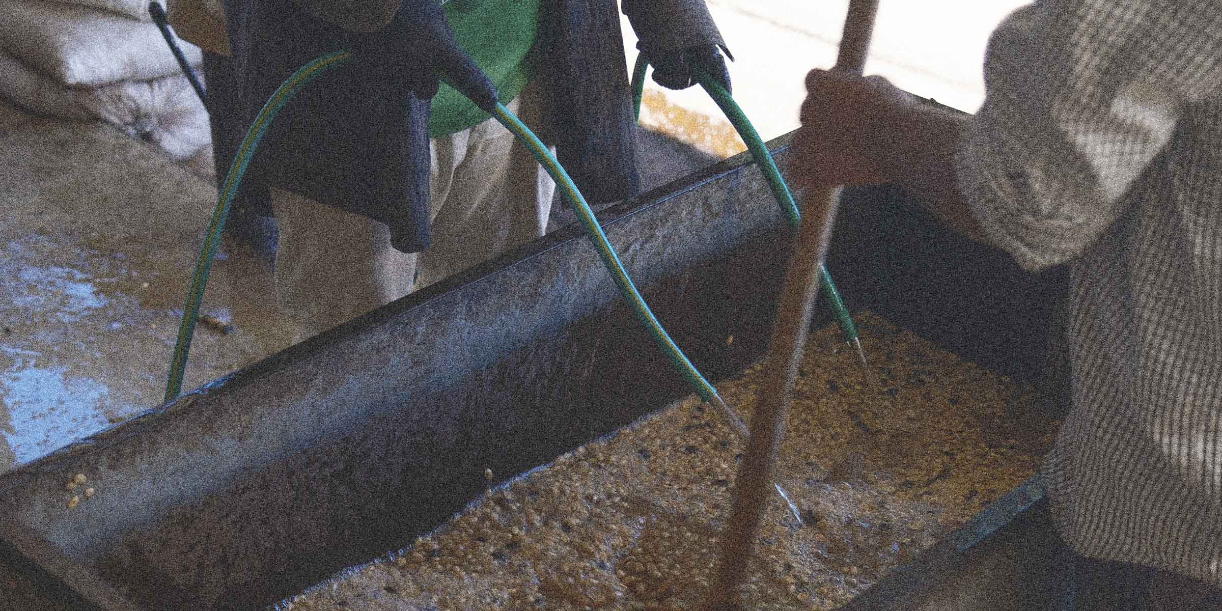 Farmers adding water to a specialty coffee tank