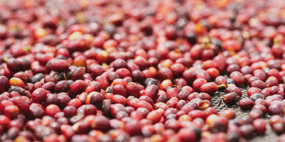 Specialty coffee cherries sitting on a drying bed
