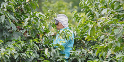 Specialty coffee picker in a coffee farm
