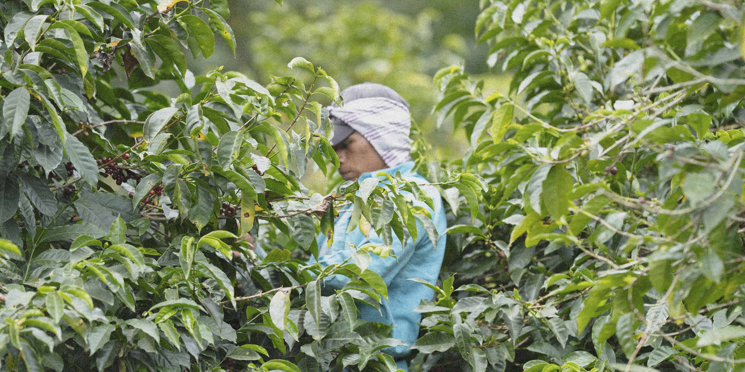 Specialty coffee picker in a coffee farm