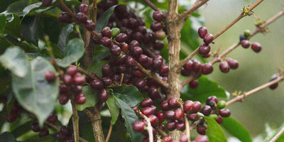 Perfectly ripe coffee cherries on an arabica tree