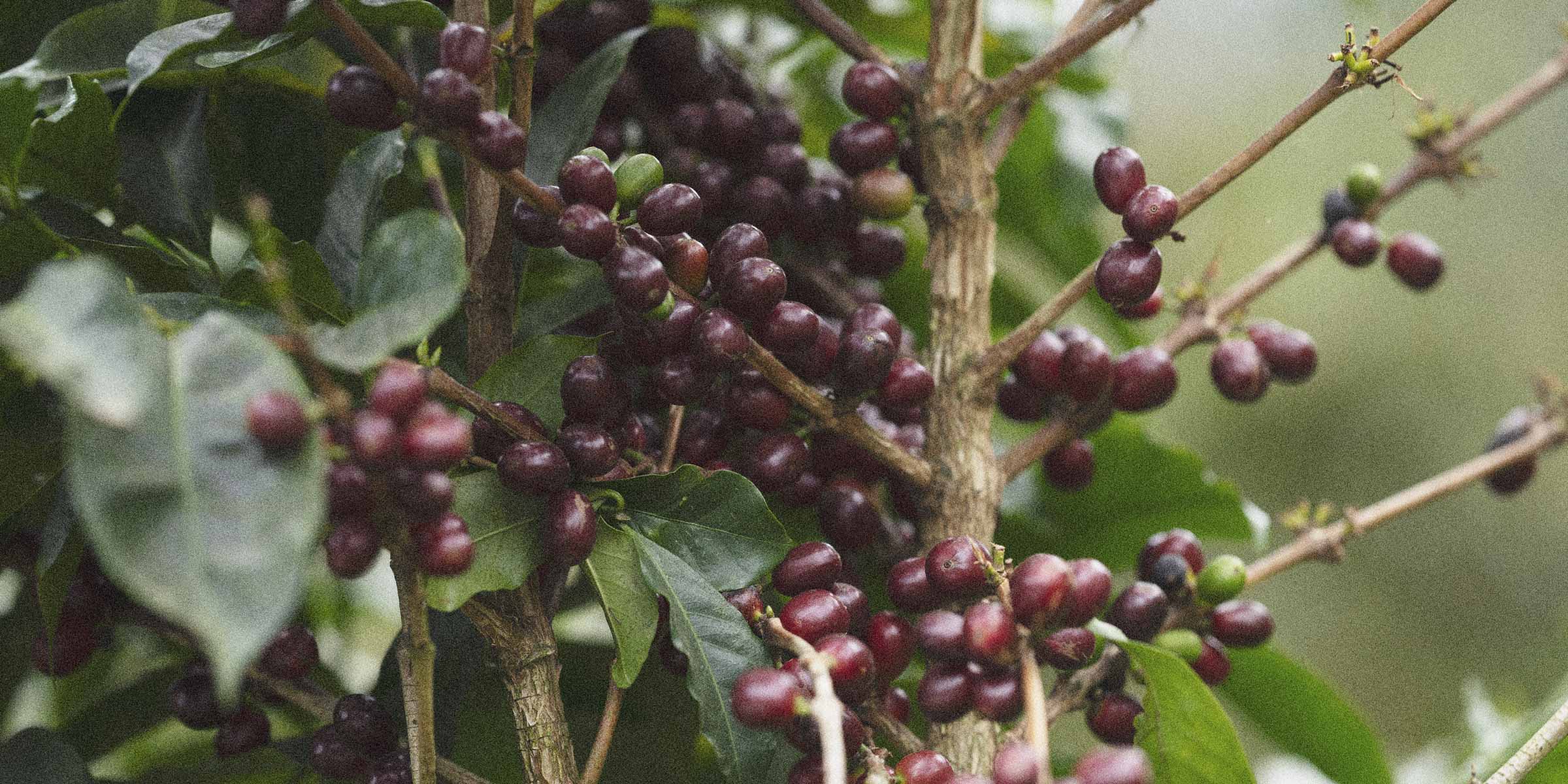 Perfectly ripe coffee cherries on an arabica tree