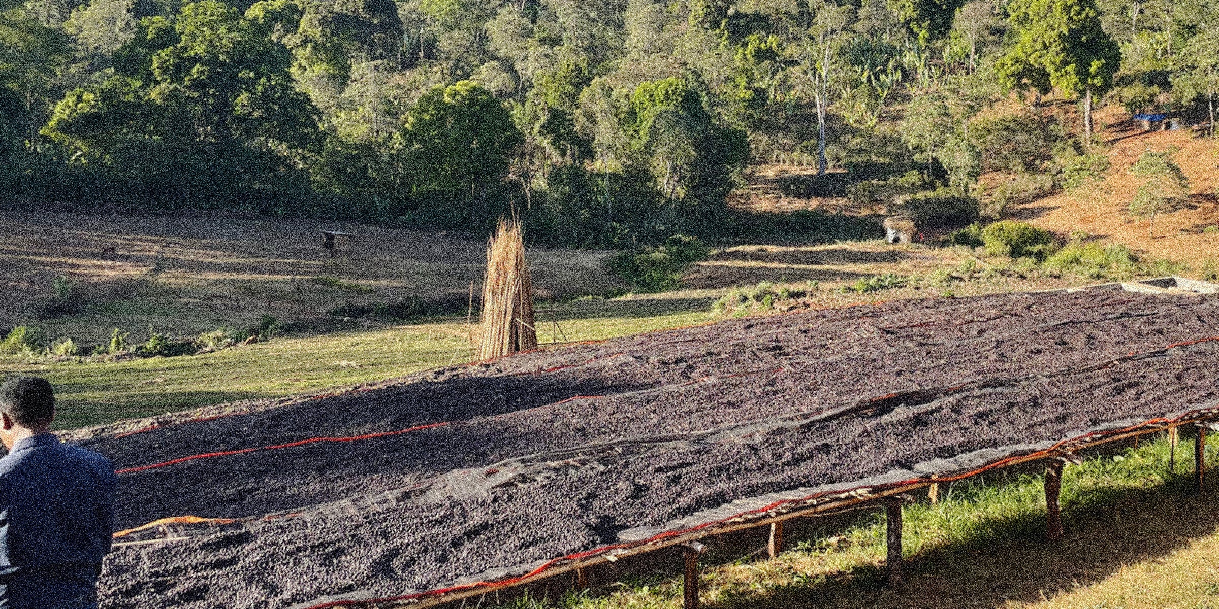 Person observing a drying bed of coffee with trees and fields in the background.
