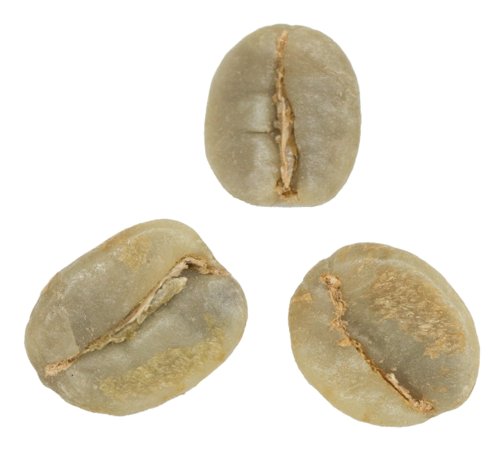 caturra coffee variety green coffee beans