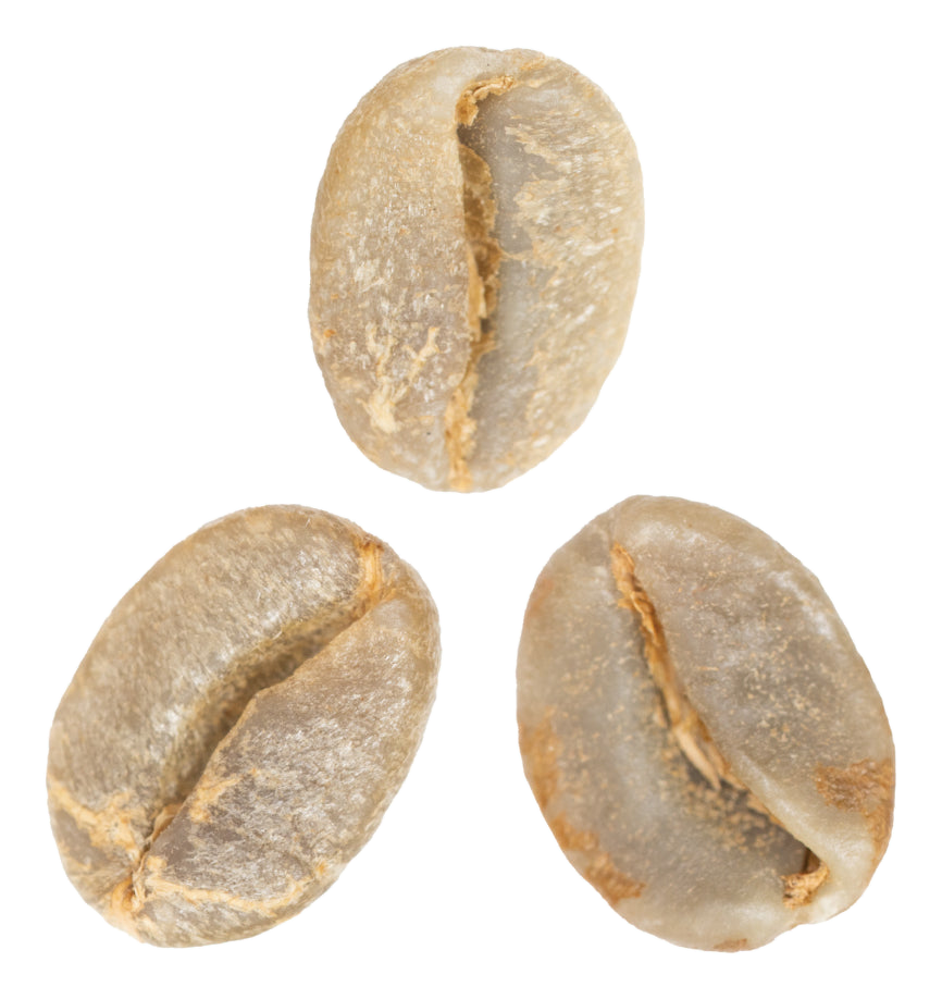milenio coffee variety green coffee beans