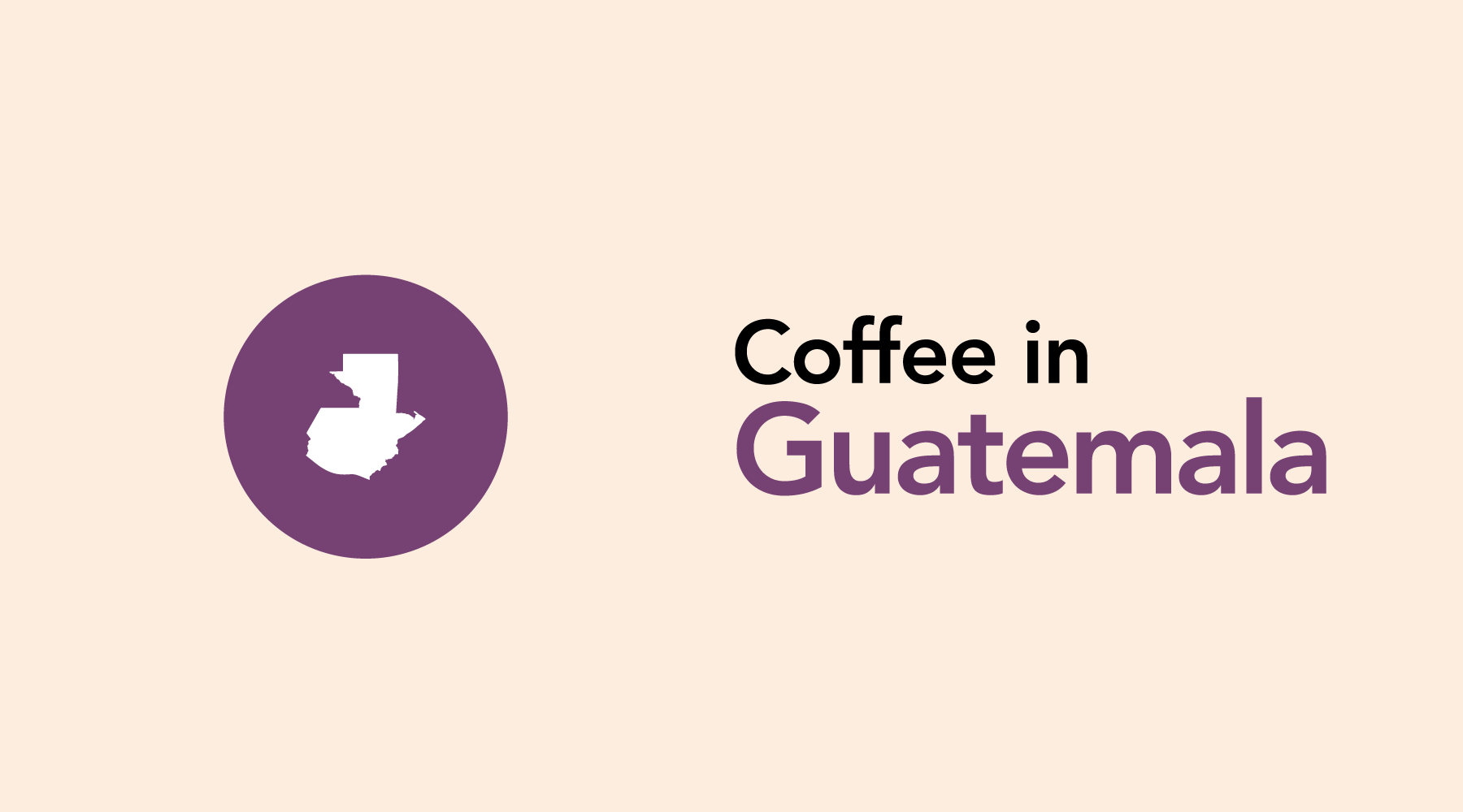 Guatemala | The Producer of our Best Selling Coffees
