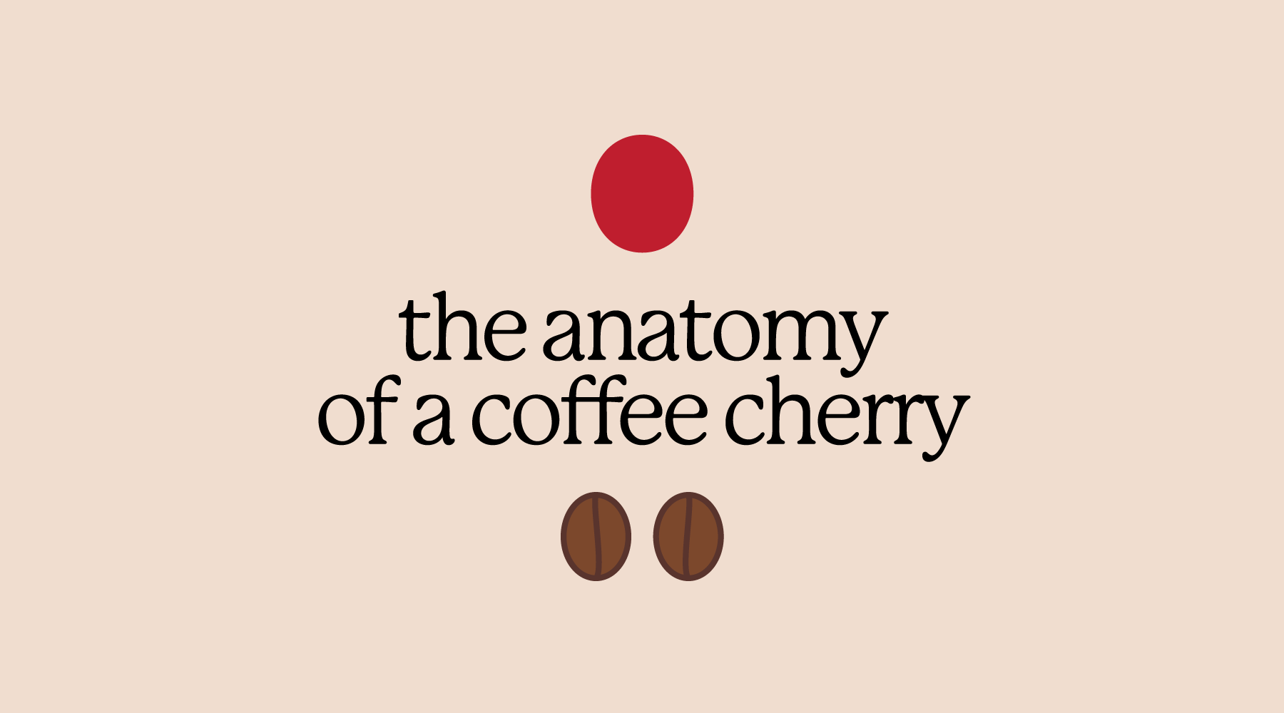 Breaking Down the Anatomy of a Coffee Cherry
