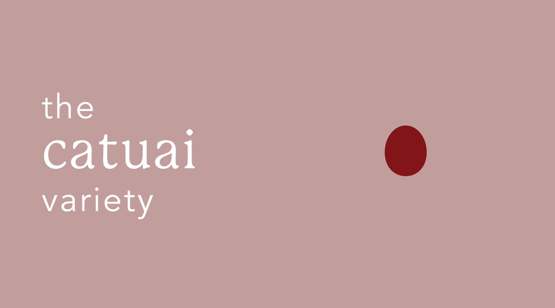 Catuai Variety | An Origin Story